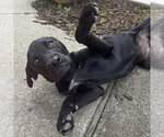 Small #6 Pointer-Rottweiler Mix
