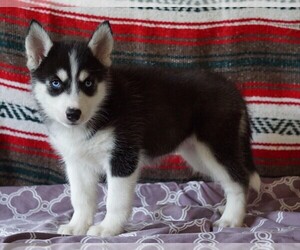 Siberian Husky Puppy for sale in FREDERICKSBG, OH, USA