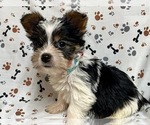 Puppy 1 Yorkshire Terrier