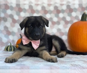 German Shepherd Dog Puppy for sale in LANCASTER, PA, USA
