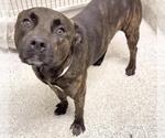 Small #2 Mutt
