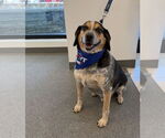 Small #3 Beagle-Bluetick Coonhound Mix