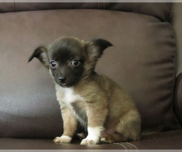 Medium Photo #10 Chihuahua Puppy For Sale in HAYES, VA, USA
