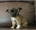 Small #9 Chihuahua