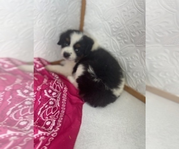 Medium Photo #3 Miniature Australian Shepherd Puppy For Sale in MOUNT AYR, IA, USA