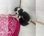 Small #2 Miniature Australian Shepherd