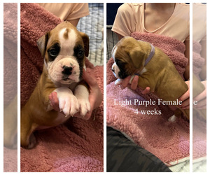 Boxer Puppy for sale in CITRUS HEIGHTS, CA, USA