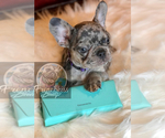 Small Photo #26 French Bulldog Puppy For Sale in BUCKS BAR, CA, USA