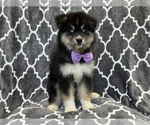 Small #1 Pomsky