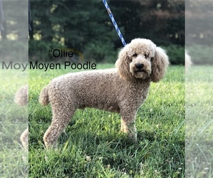 Father of the Miniature Labradoodle puppies born on 01/01/2026