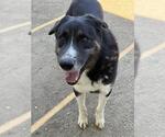 Small Photo #2 Bernese Mountain Dog-Unknown Mix Puppy For Sale in Riverside, CA, USA