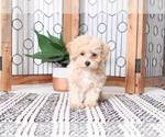 Small Photo #3 Poochon Puppy For Sale in NAPLES, FL, USA