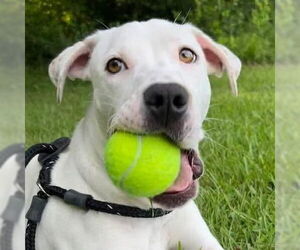 Mutt Dogs for adoption in Canton, CT, USA