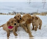Small #10 Golden Retriever