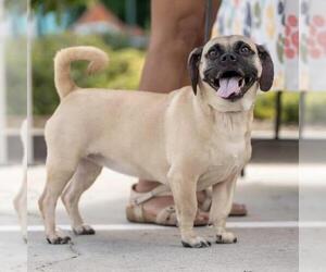 Puggle Dogs for adoption in San Diego, CA, USA