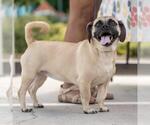 Small Puggle