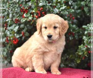 Golden Retriever Puppy for sale in BALTIMORE, MD, USA