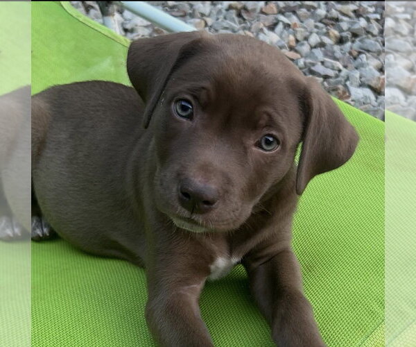 Medium Photo #2 Labrador Retriever-Unknown Mix Puppy For Sale in Rockaway, NJ, USA