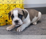 Small Photo #1 Frengle Puppy For Sale in SHILOH, OH, USA