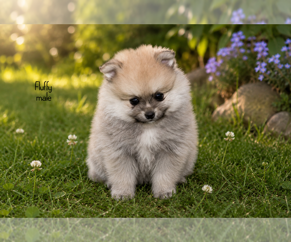 Medium Photo #7 Pomeranian Puppy For Sale in CLARE, MI, USA