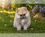 Small Photo #7 Pomeranian Puppy For Sale in CLARE, MI, USA
