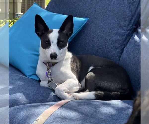 Medium Photo #2  Puppy For Sale in , 