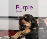 Puppy Puppy 3 Golden Retriever-Rottweiler Mix