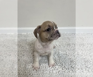 French Bulldog Puppy for sale in CHARLESTON, SC, USA