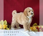 Small #2 Poodle (Miniature)