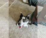 Small #2 Mutt