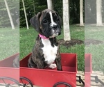 Small Photo #4 Boxer Puppy For Sale in GOSHEN, IN, USA