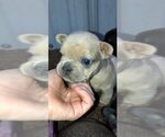 Small Photo #10 French Bulldog Puppy For Sale in NUNNELLY, TN, USA