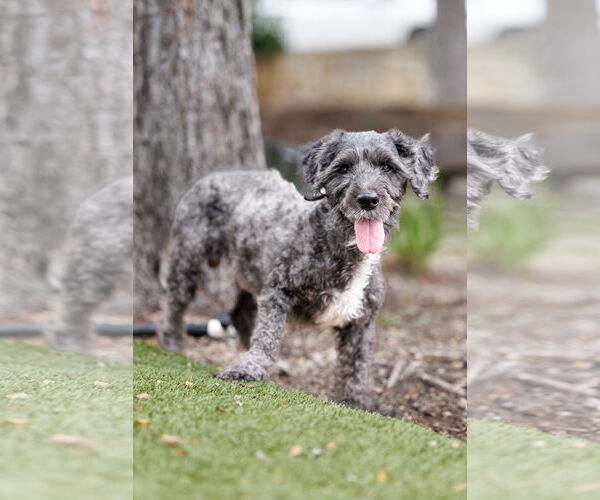 Medium Photo #4 Poodle (Miniature)-Unknown Mix Puppy For Sale in McKinney, TX, USA