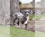Small #3 Poodle (Miniature) Mix