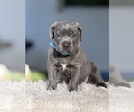 Small #6 Cane Corso