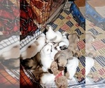 Small Photo #665 Anatolian Shepherd-Maremma Sheepdog Mix Puppy For Sale in LECANTO, FL, USA