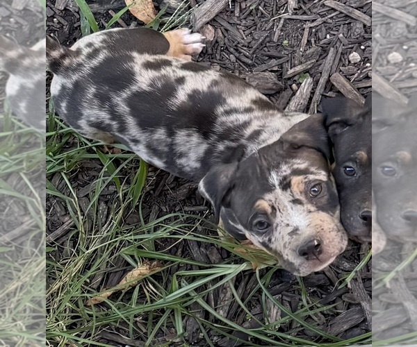 Medium Photo #1 American Bully Puppy For Sale in NIXA, MO, USA