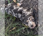 Small American Bully