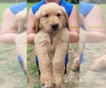 Puppy AKC Tucker Golden Retriever