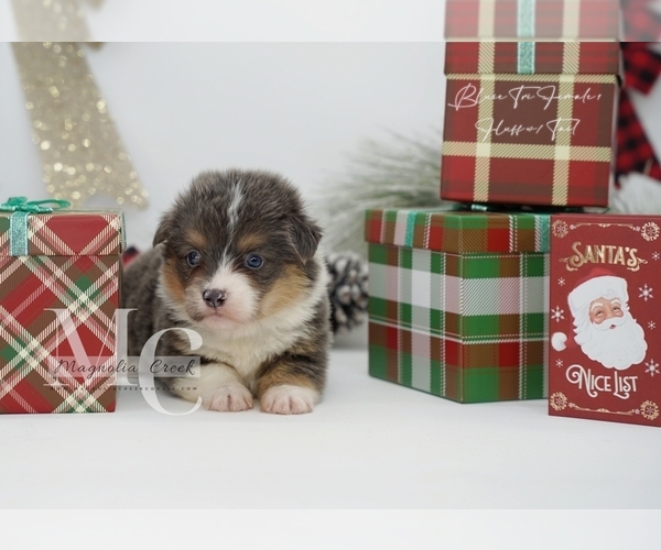 Medium Photo #14 Pembroke Welsh Corgi Puppy For Sale in FLORALA, AL, USA
