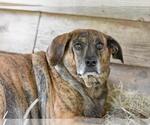 Small #5 Plott Hound Mix