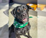 Small #2 Labrador Retriever