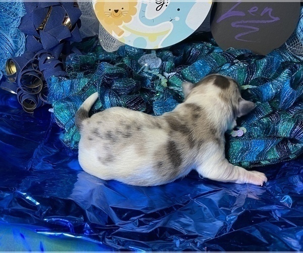 Medium Photo #16 Bullhuahua-Chihuahua Mix Puppy For Sale in RAWSONVILLE, MI, USA