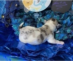 Small Photo #16 Bullhuahua-Chihuahua Mix Puppy For Sale in RAWSONVILLE, MI, USA
