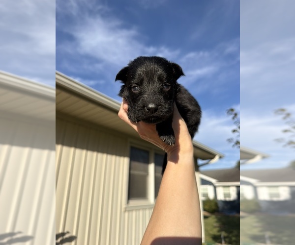 Medium Photo #4 German Shepherd Dog Puppy For Sale in MARSHALL, MO, USA