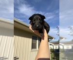 Litter of 11 - Male(s) and Female(s) German Shepherd DogLitter of Puppies for Sale - Photo #4