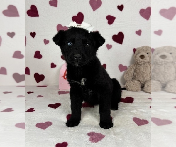 Medium Photo #3 German Shepherd Dog-Miniature American Shepherd Mix Puppy For Sale in FRANKLIN, IN, USA