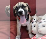 Small #2 Border Collie Mix