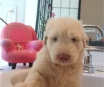 Small #4 Goldendoodle