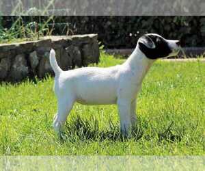 Jack Russell Terrier Puppy for sale in FORT LAUDERDALE, FL, USA